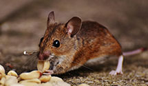 24 Hour & Emergency Exterminators in Iowa City, IA